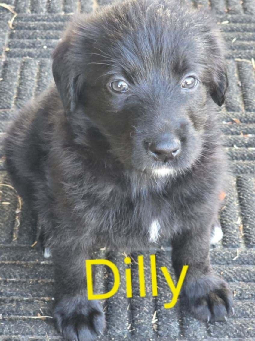 german bernedoodle image 6