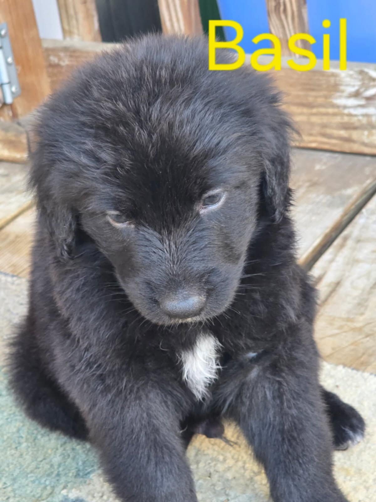german bernedoodle image 4