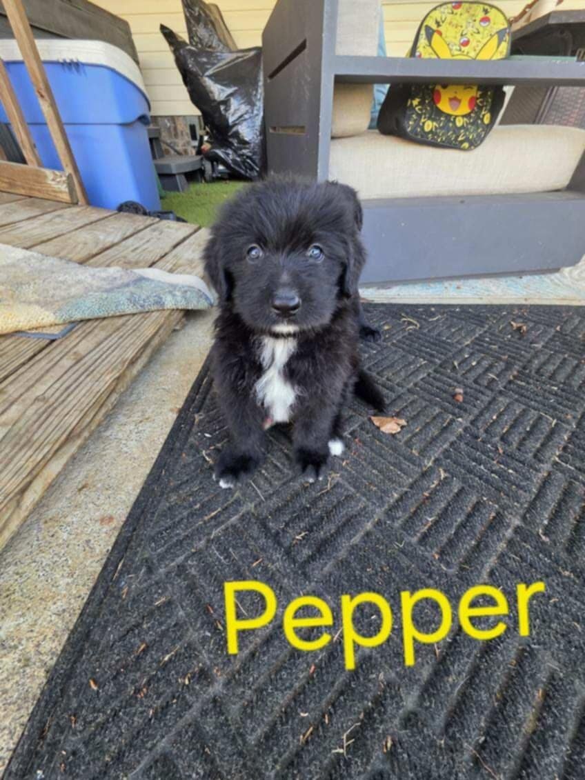 german bernedoodle image 7