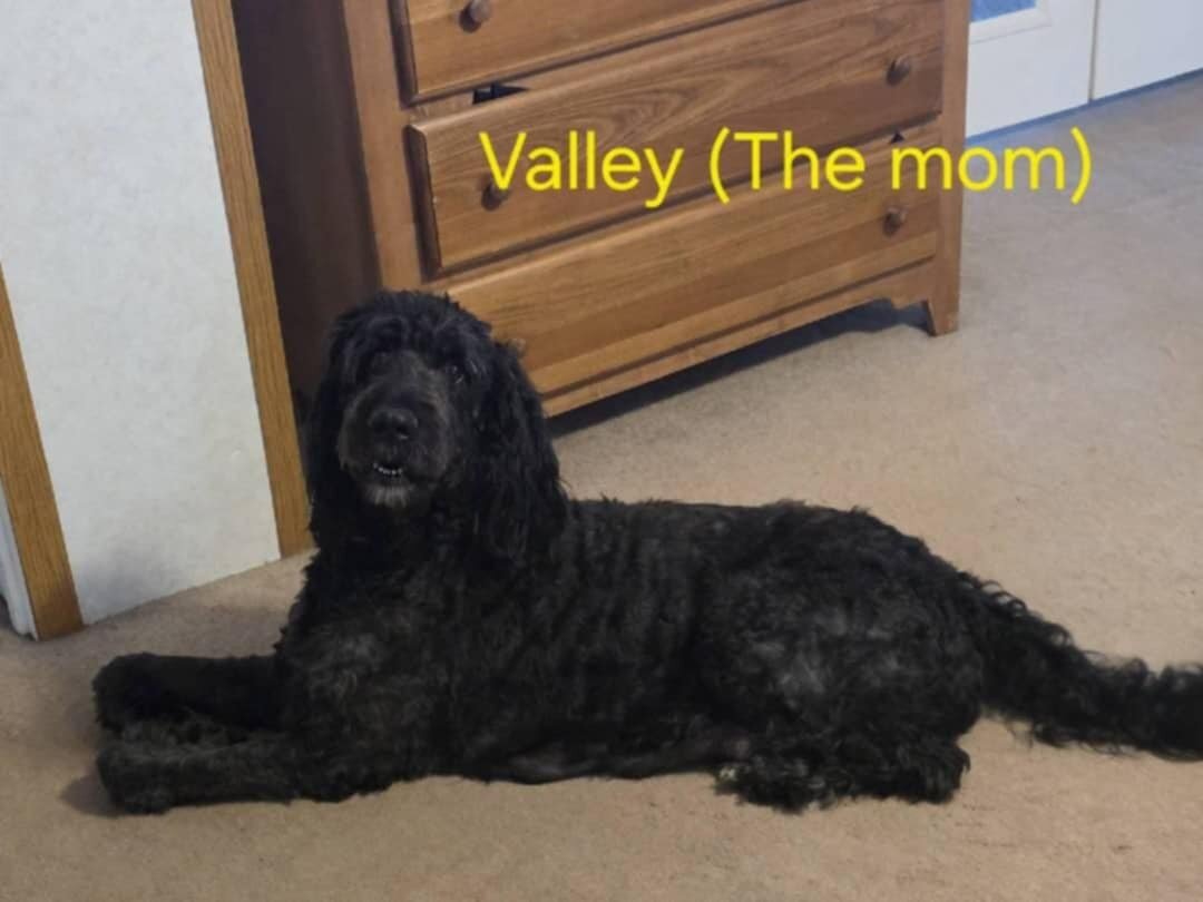 german bernedoodle image 5