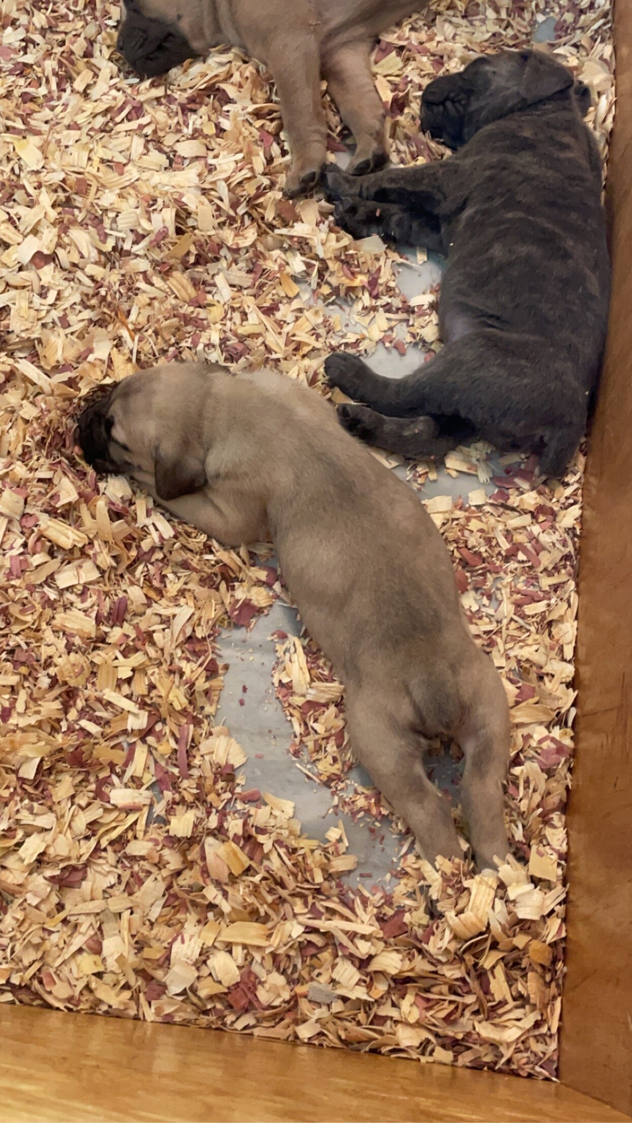Cane Corso AKC registered | Female | 3yo image 9