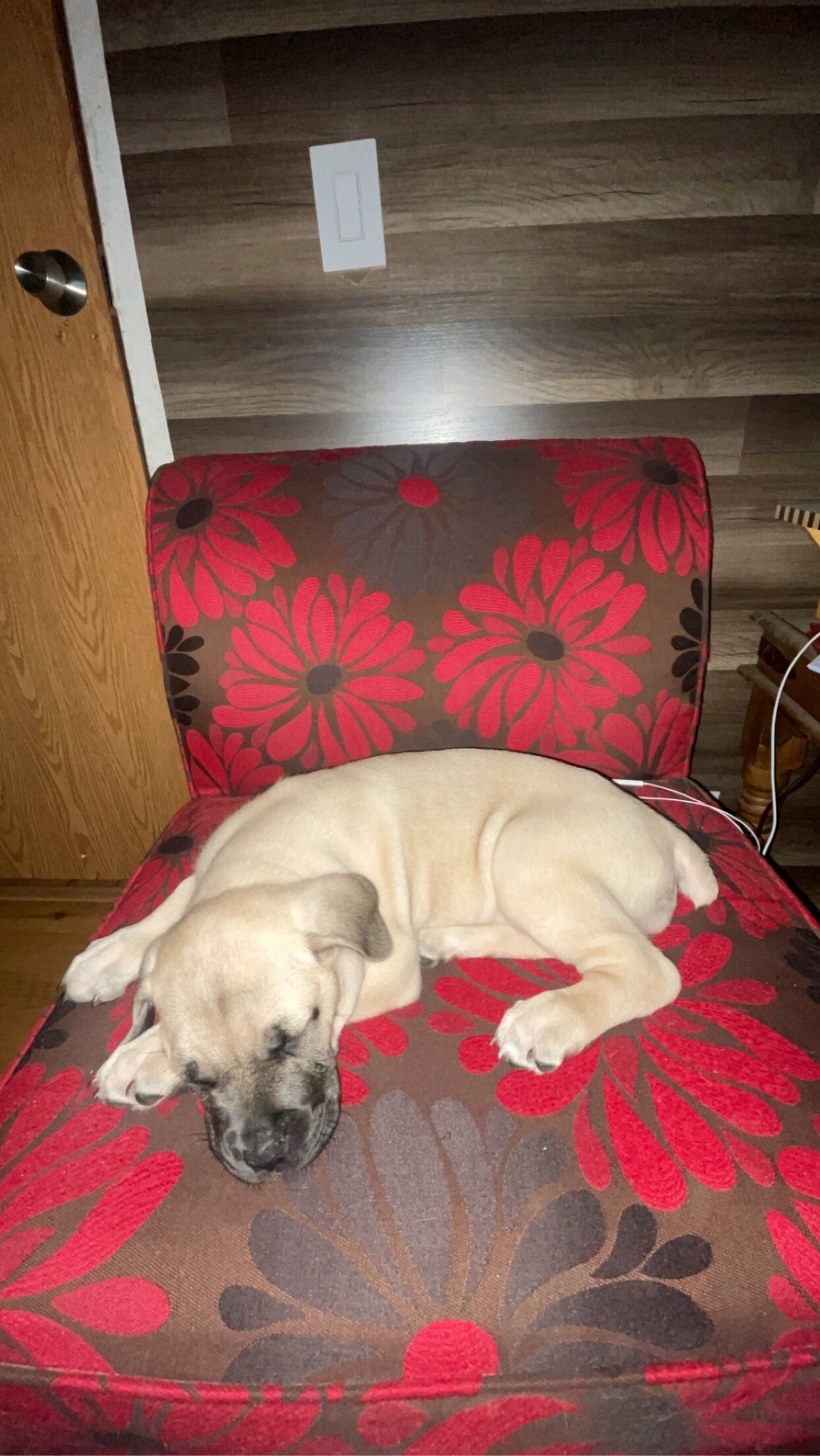 Cane Corso AKC registered | Female | 3yo image 10