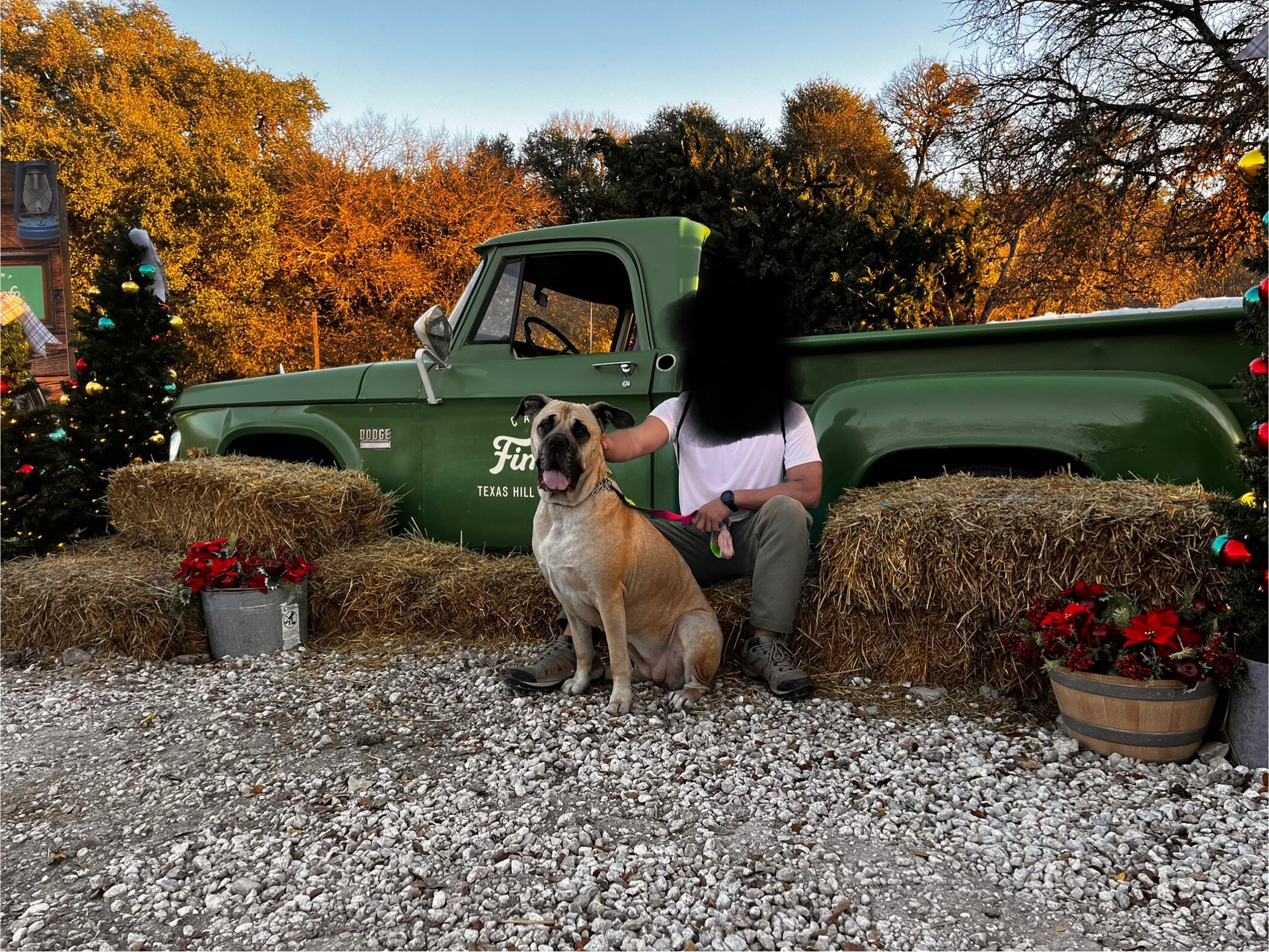 Cane Corso AKC registered | Female | 3yo image 1