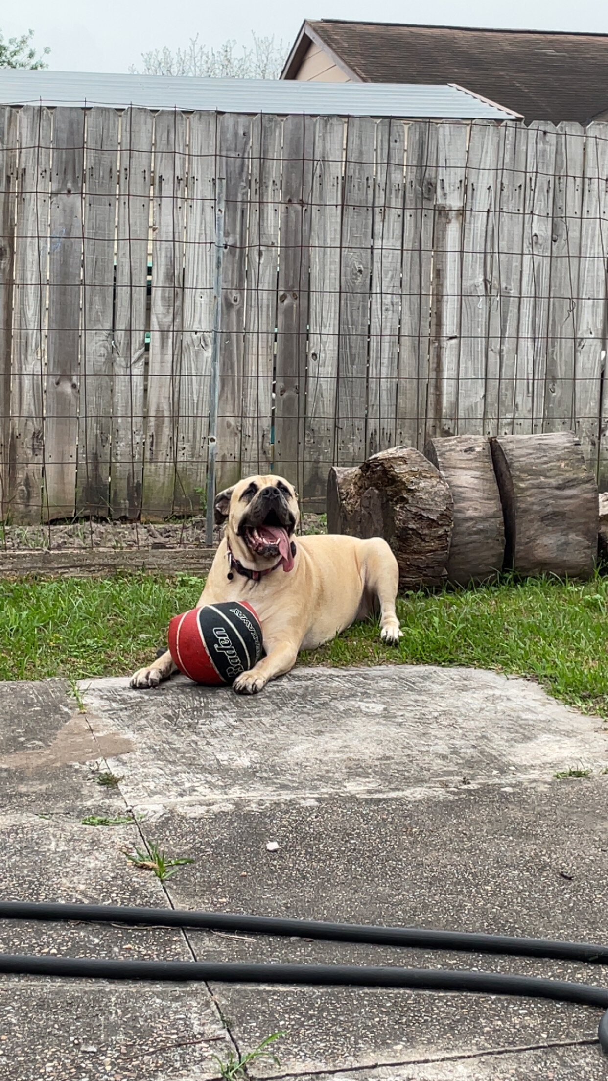 Cane Corso AKC registered | Female | 3yo image 5