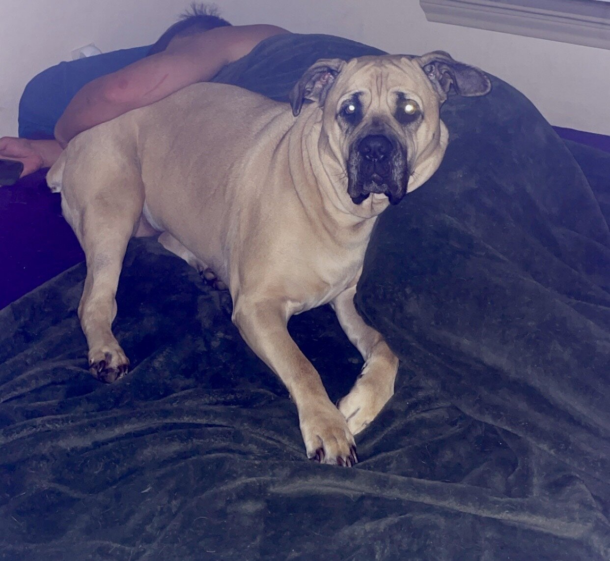 Cane Corso AKC registered | Female | 3yo image 6