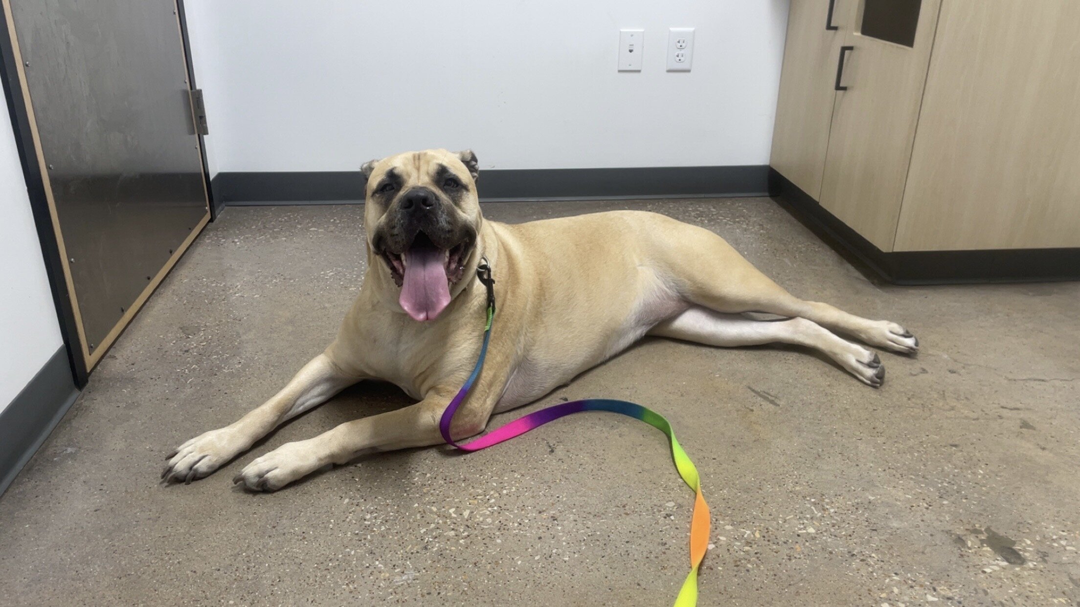 Cane Corso AKC registered | Female | 3yo image 2