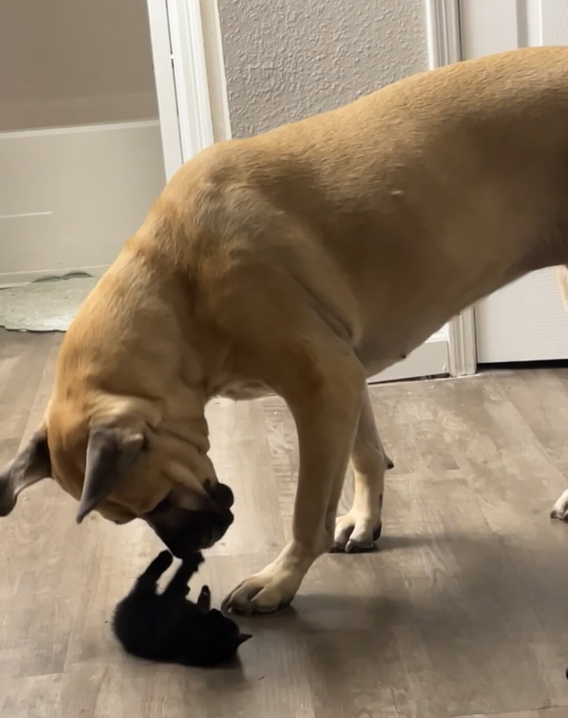 Cane Corso AKC registered | Female | 3yo image 4