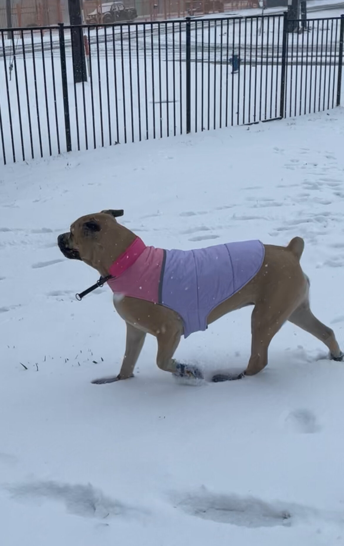 Cane Corso AKC registered | Female | 3yo image 3