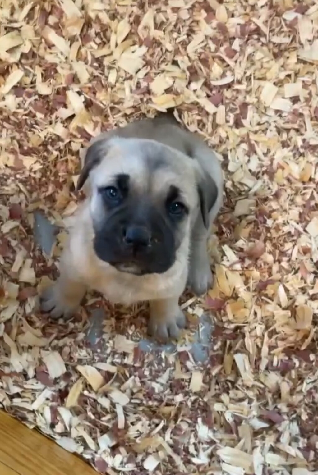 Cane Corso AKC registered | Female | 3yo image 8