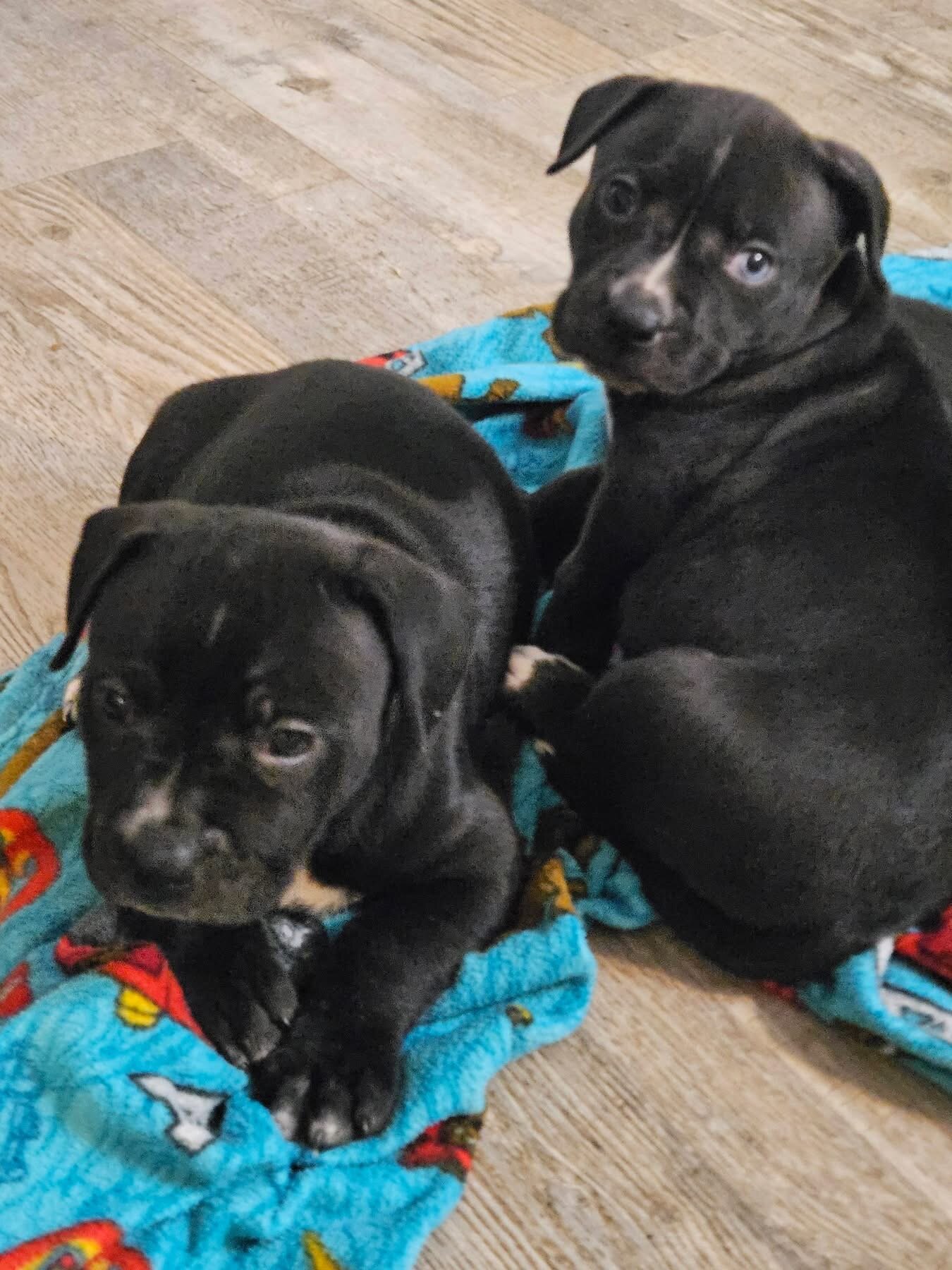 Mix breed puppies image 2