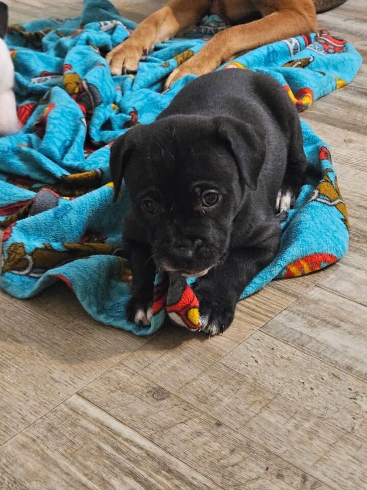 Mix breed puppies image 1