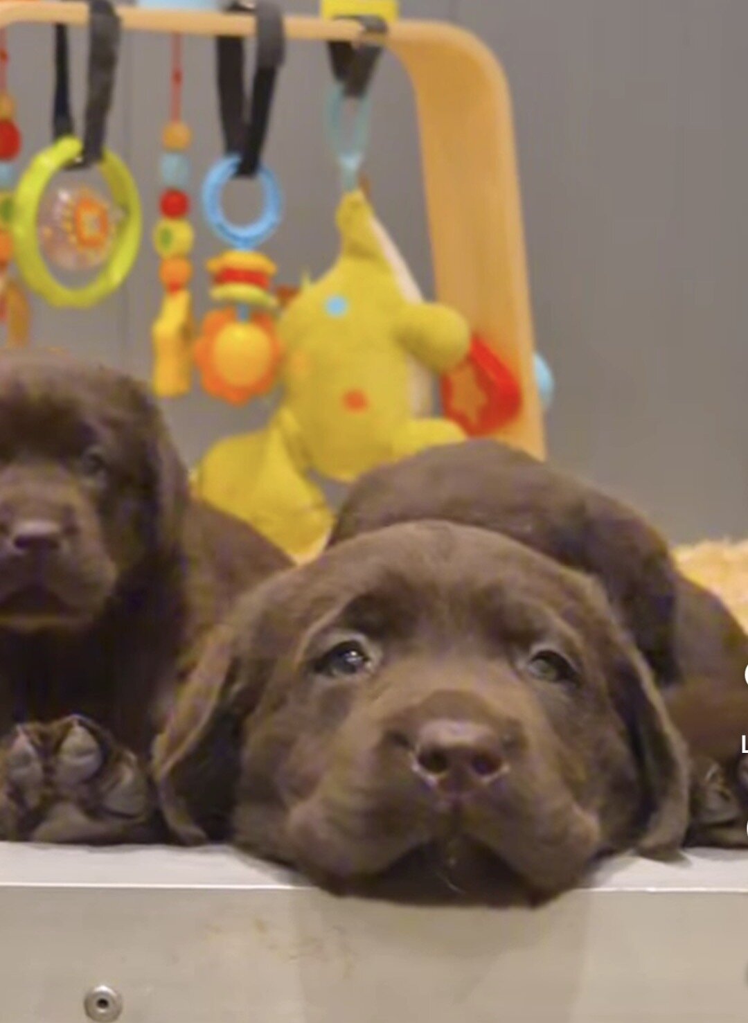 Labrador Puppies image 2