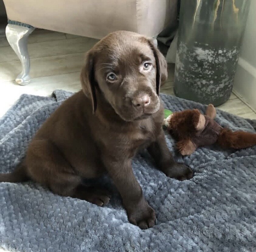 Labrador Puppies image 1
