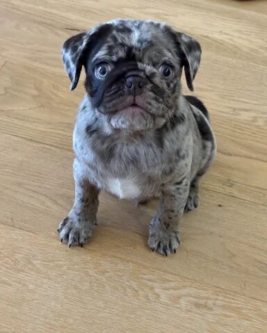 Meet Stanley a Chocolate Merle Pug Puppy image 5