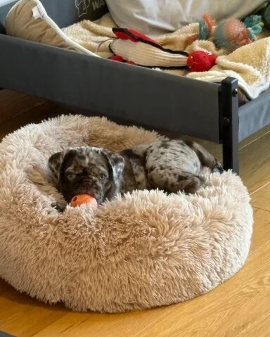 Meet Stanley a Chocolate Merle Pug Puppy image 1