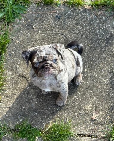 Meet Stanley a Chocolate Merle Pug Puppy image 2