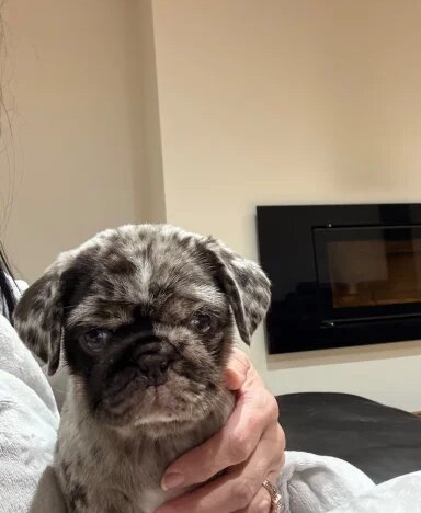 Meet Stanley a Chocolate Merle Pug Puppy image 3