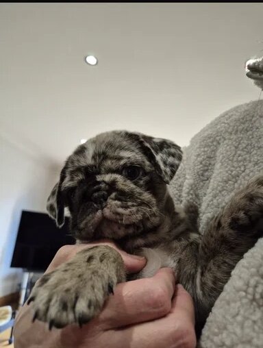 Meet Stanley a Chocolate Merle Pug Puppy image 4
