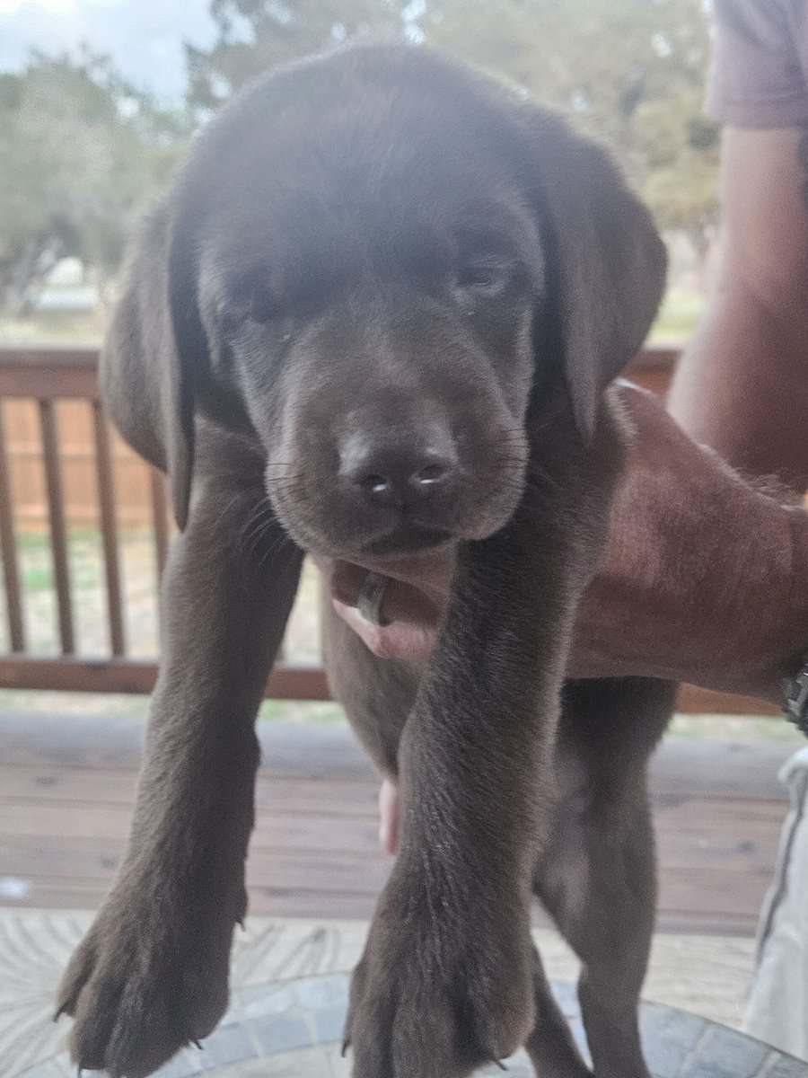 AKC Chocolate Lab Puppies image 2