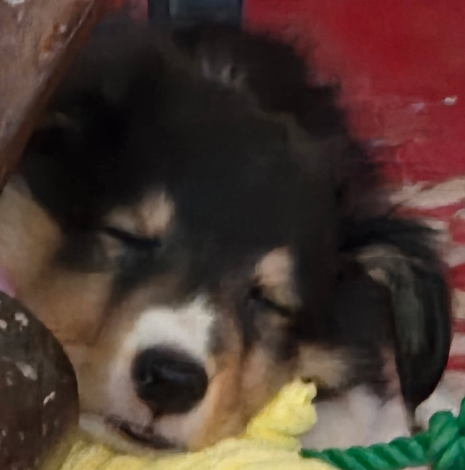 Sheltie Male Puppy image 1