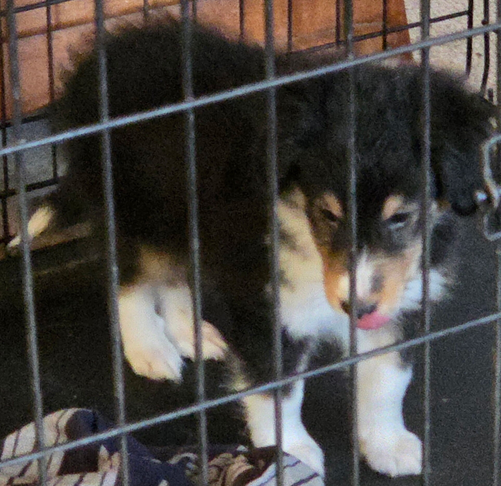Sheltie Male Puppy image 2