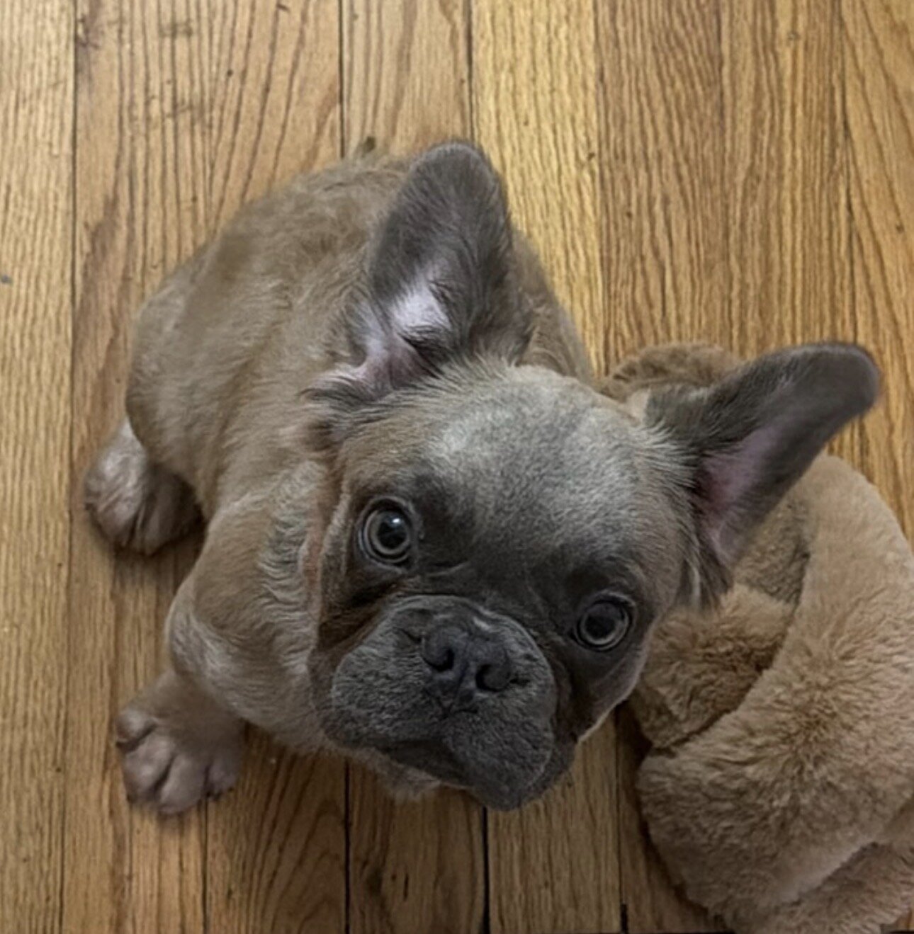 French bulldog image 1