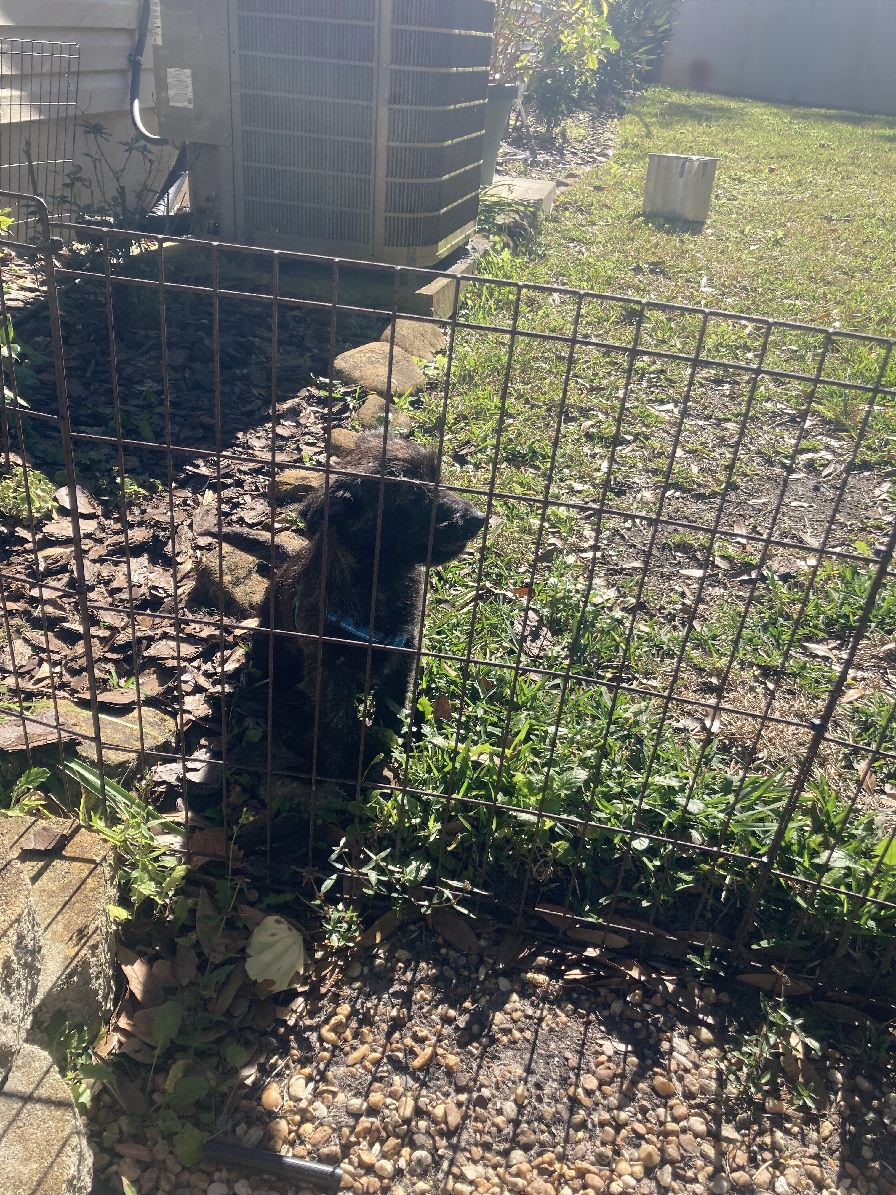 Puppy image 3