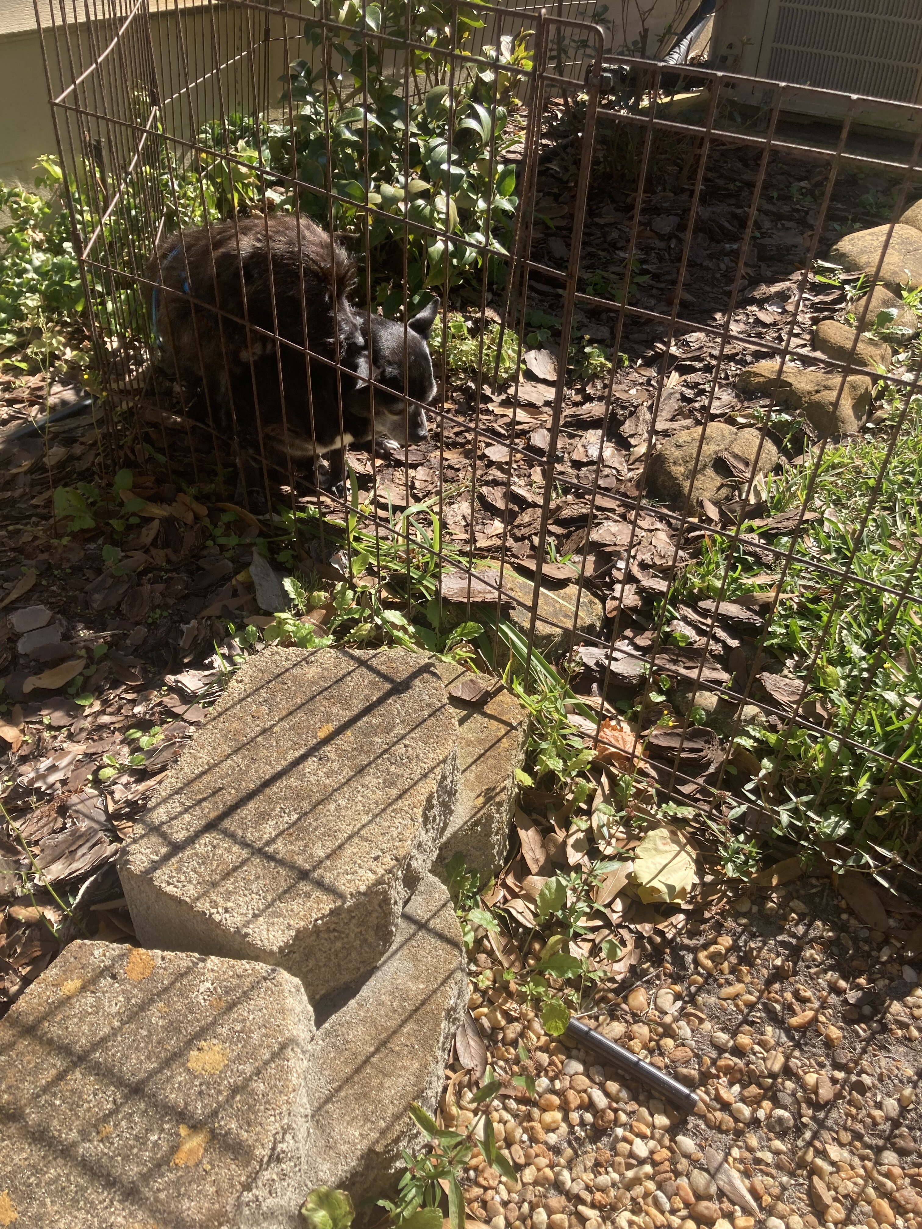 Puppy image 2