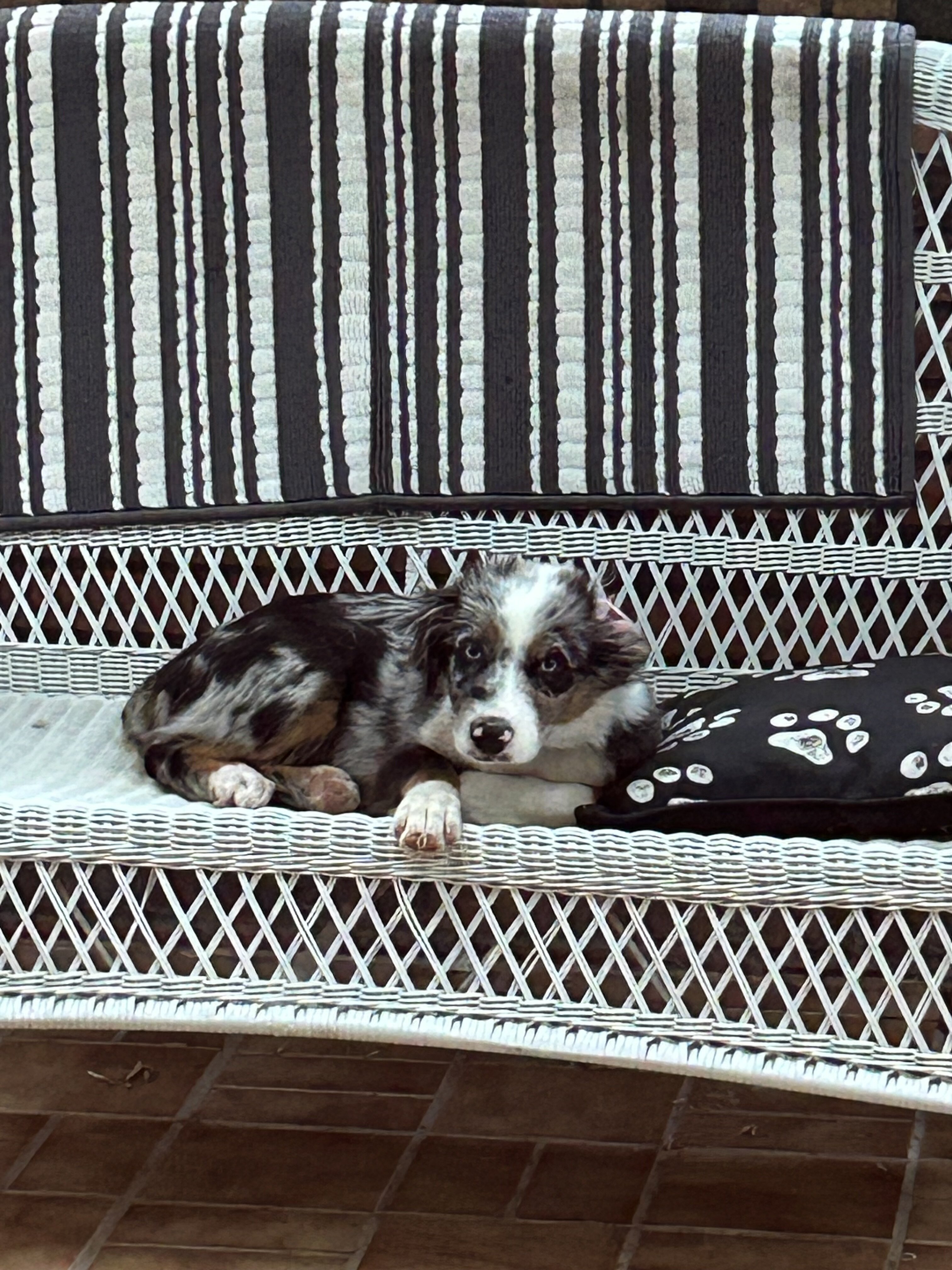 Female Miniature Australian Shepherd. image 2