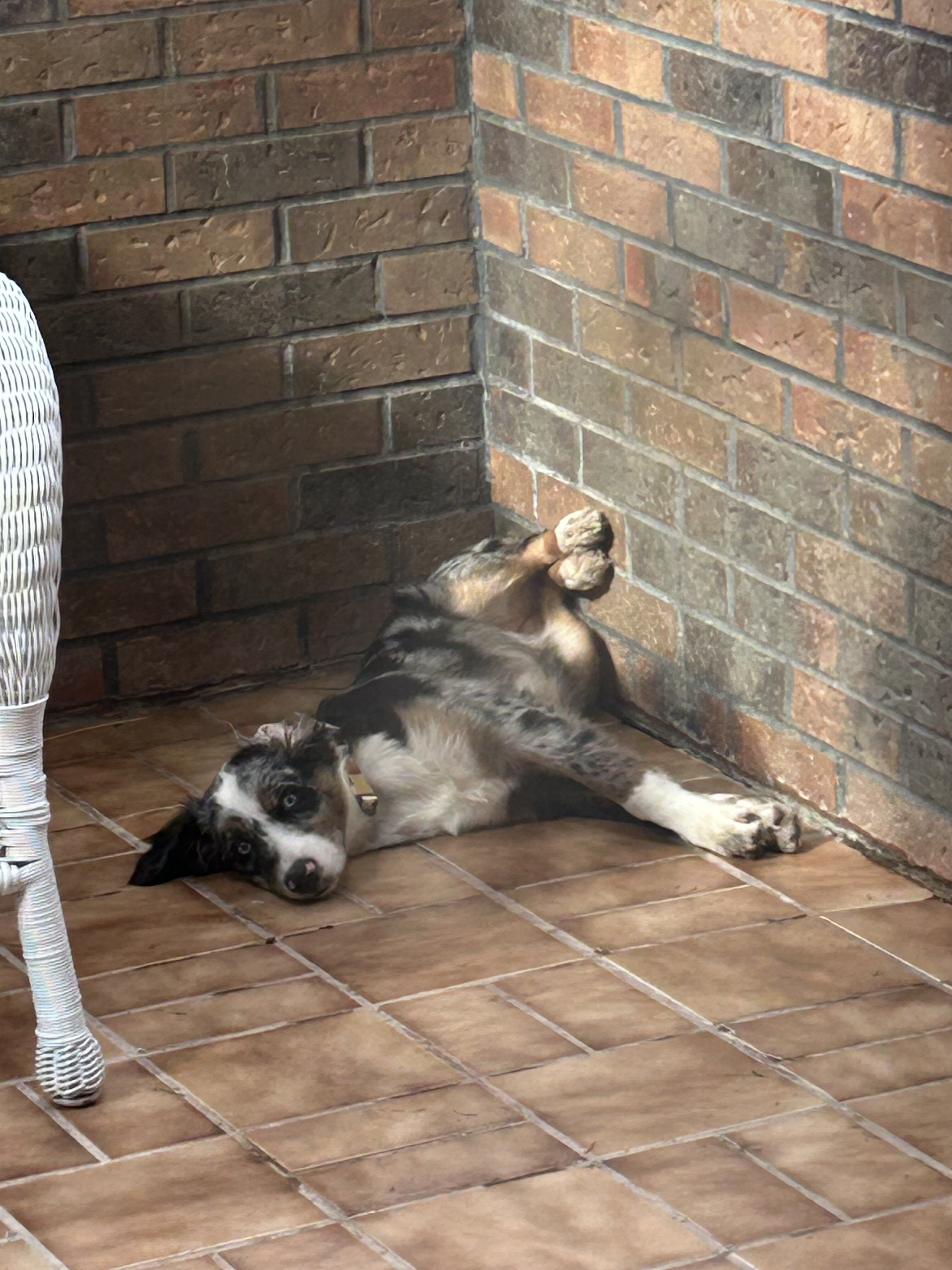 Female Miniature Australian Shepherd. image 1