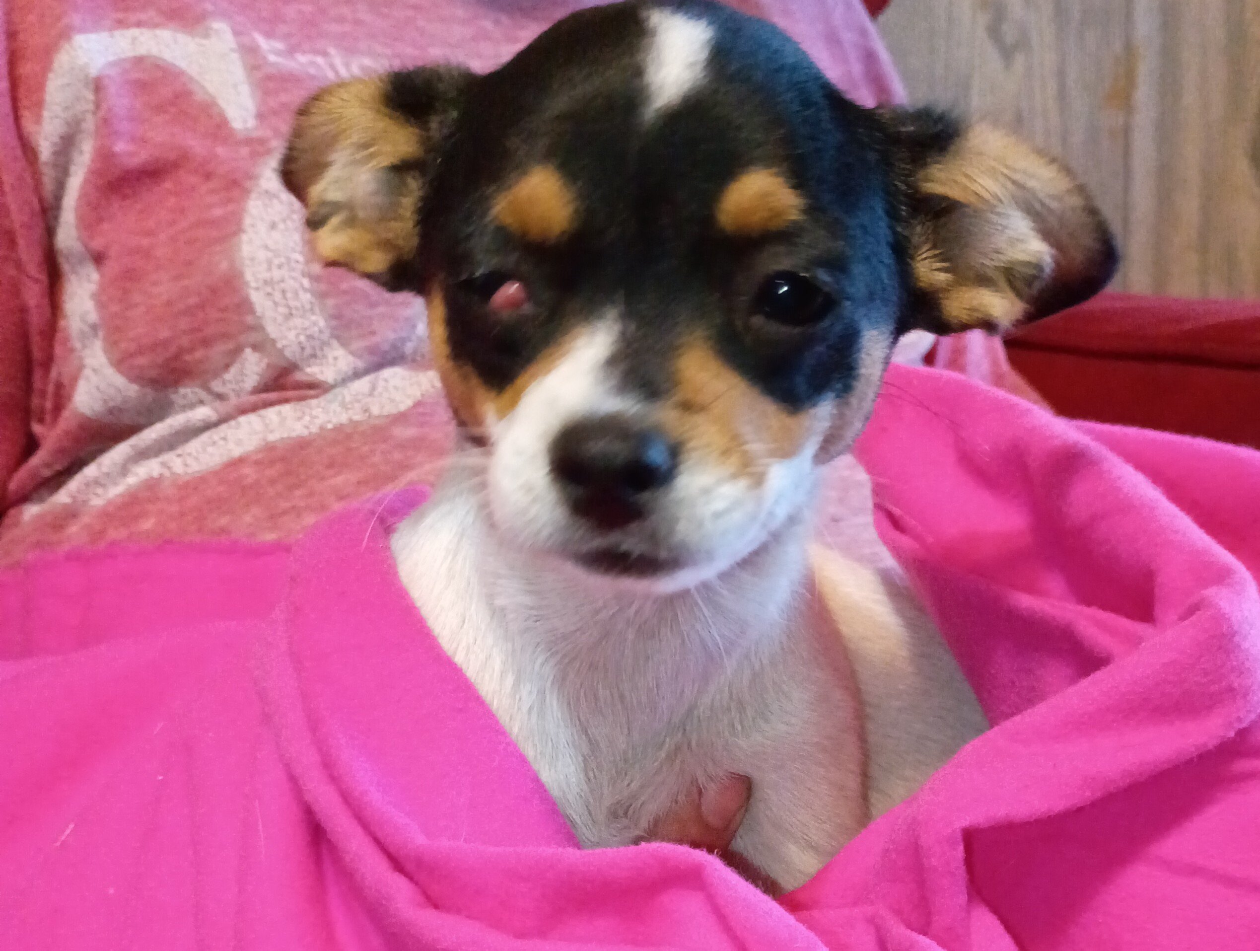 Jack chi puppy image 1