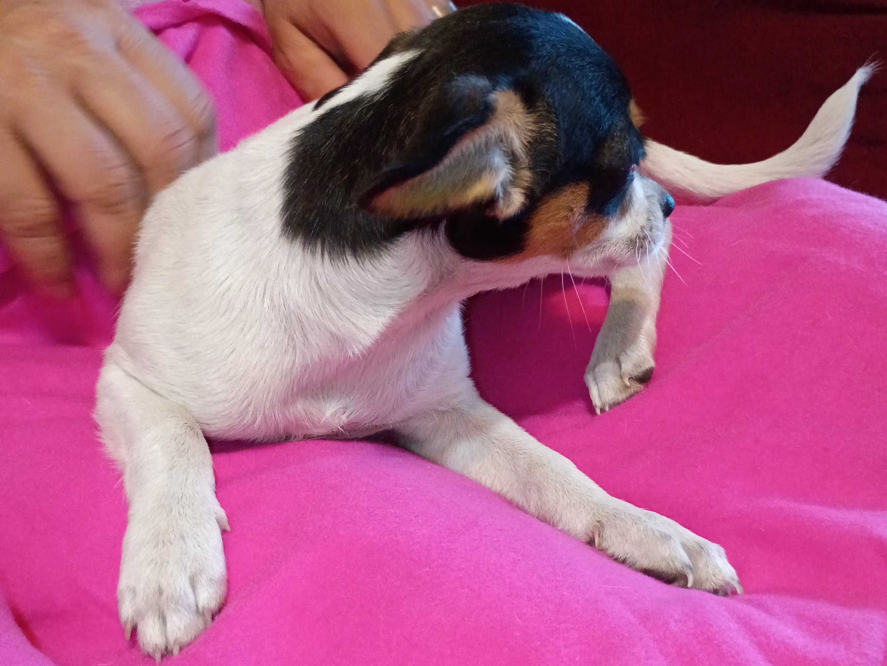 Jack chi puppy image 4