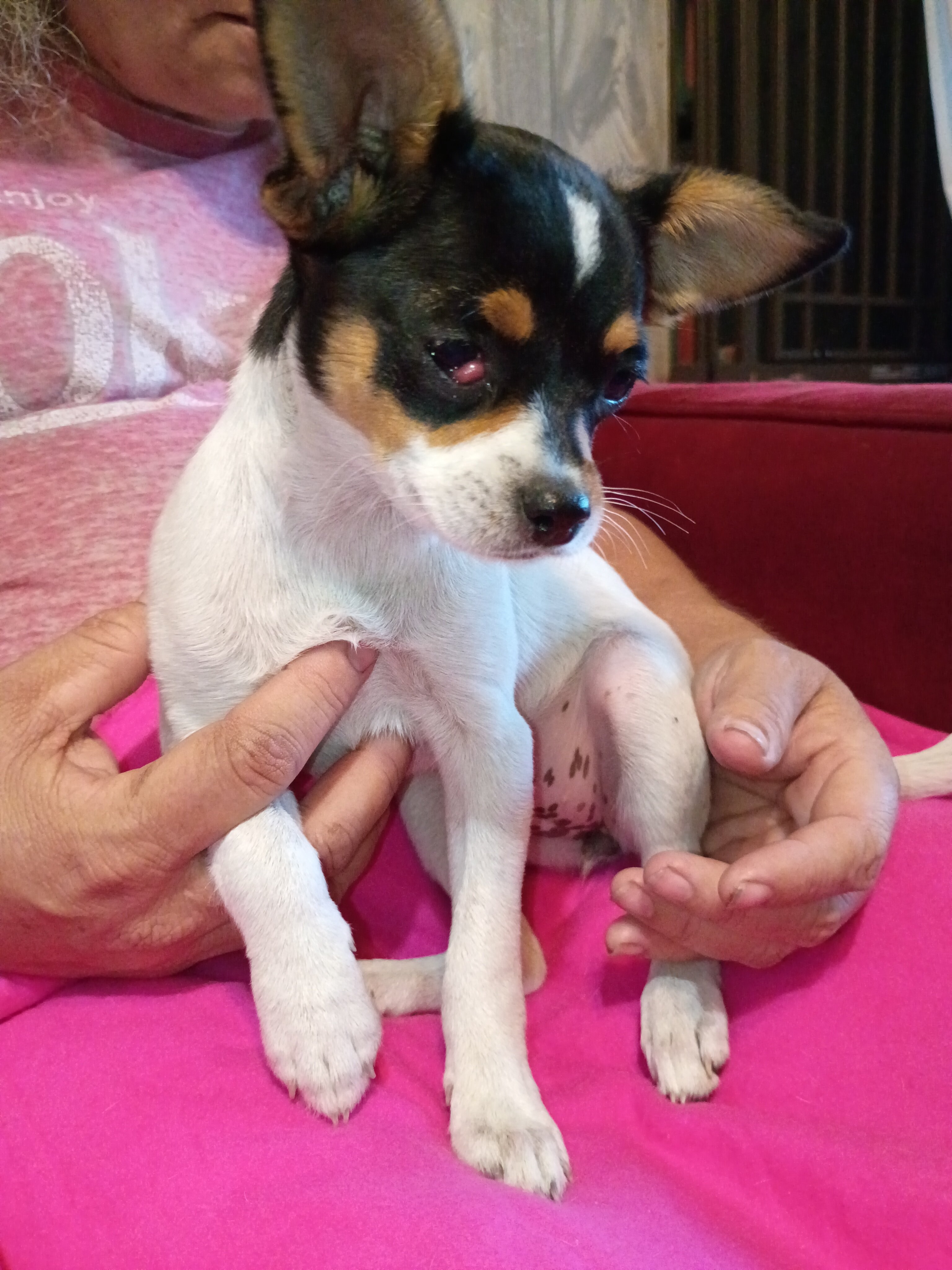 Jack chi puppy image 2