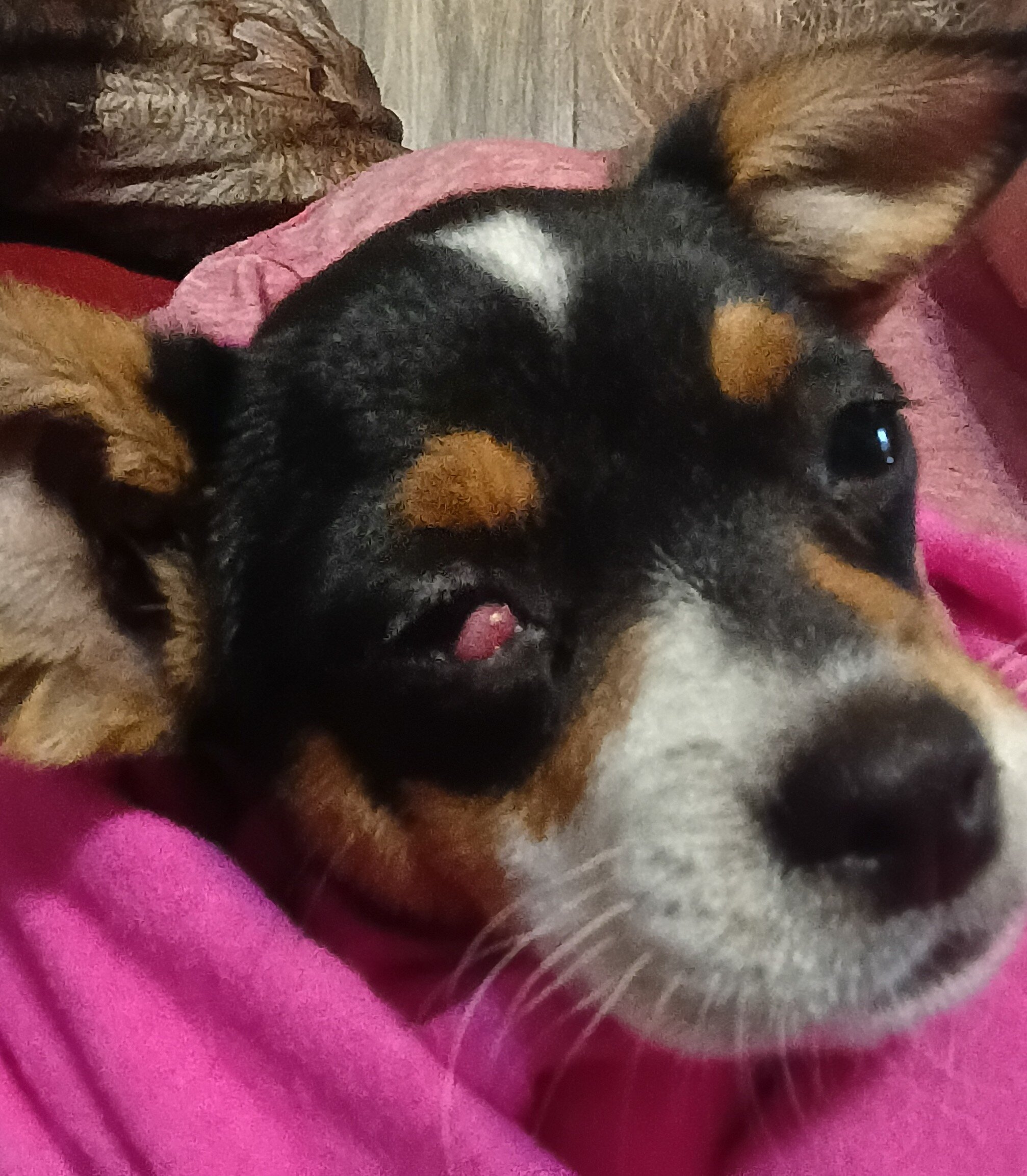 Jack chi puppy image 3