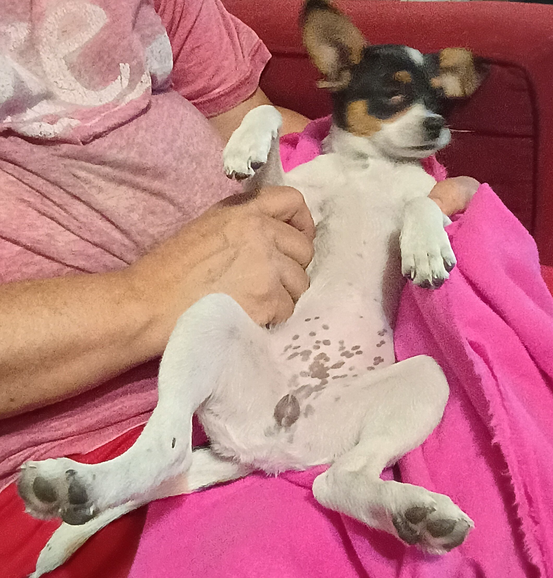 Jack chi puppy image 5