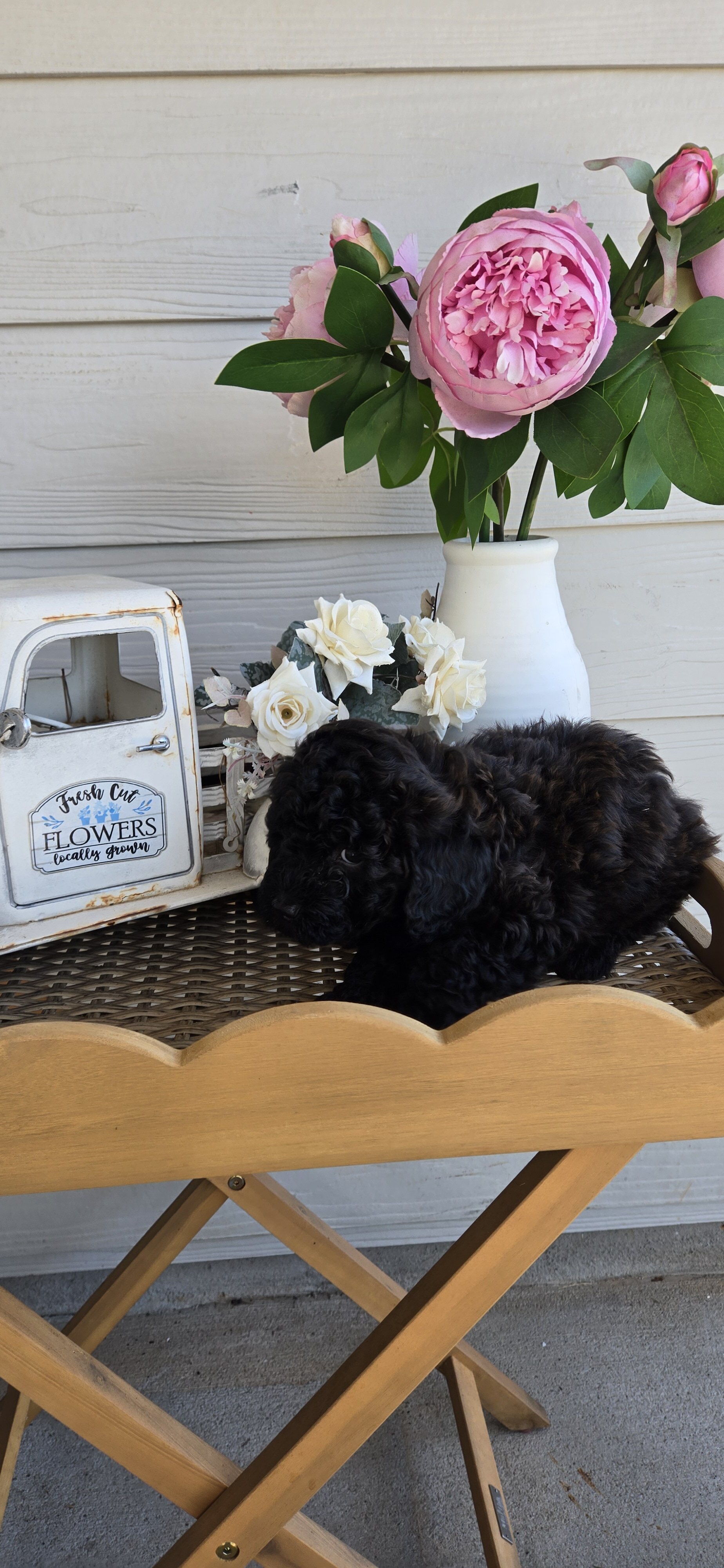 Ckc toy poodle Male Black Brown image 2