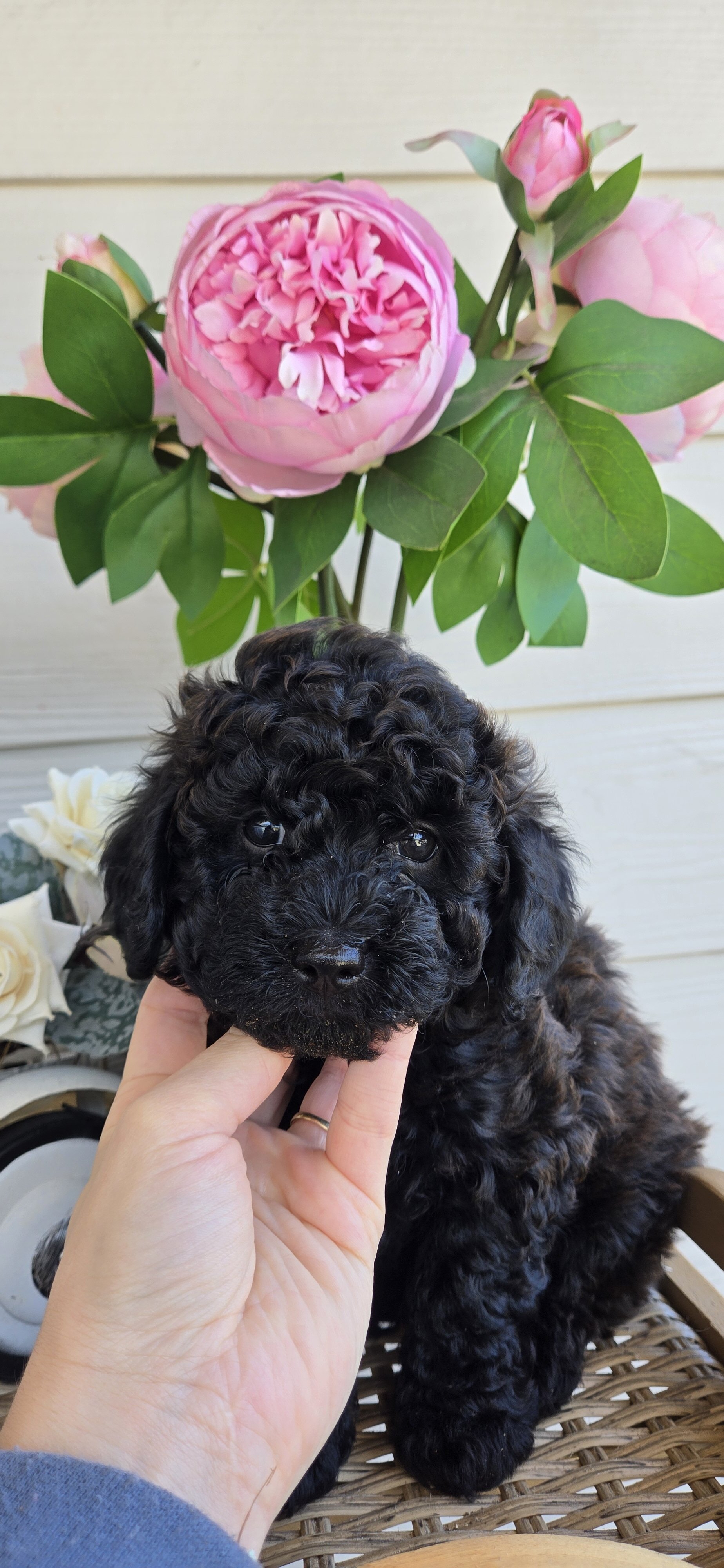 Ckc toy poodle Male Black Brown image 1