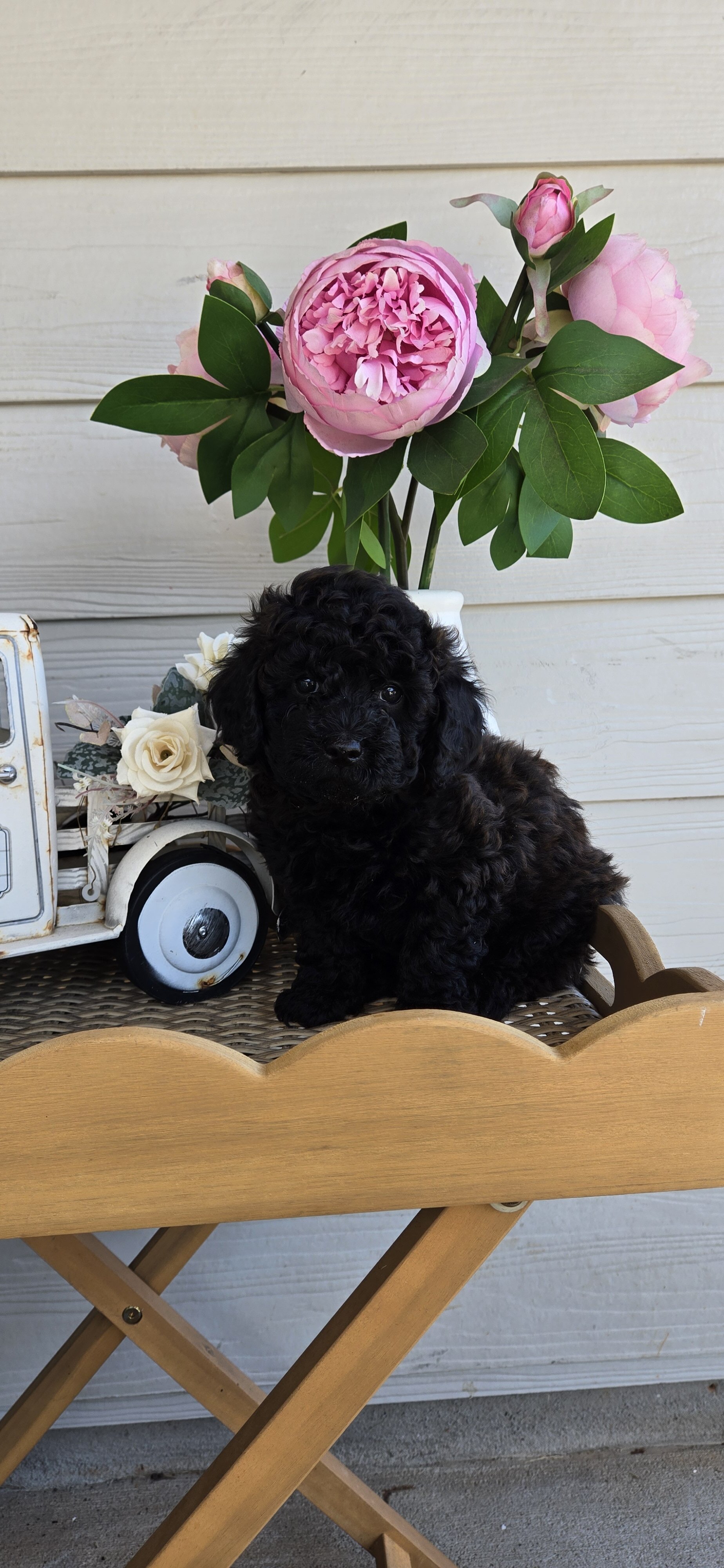 Ckc toy poodle Male Black Brown image 3