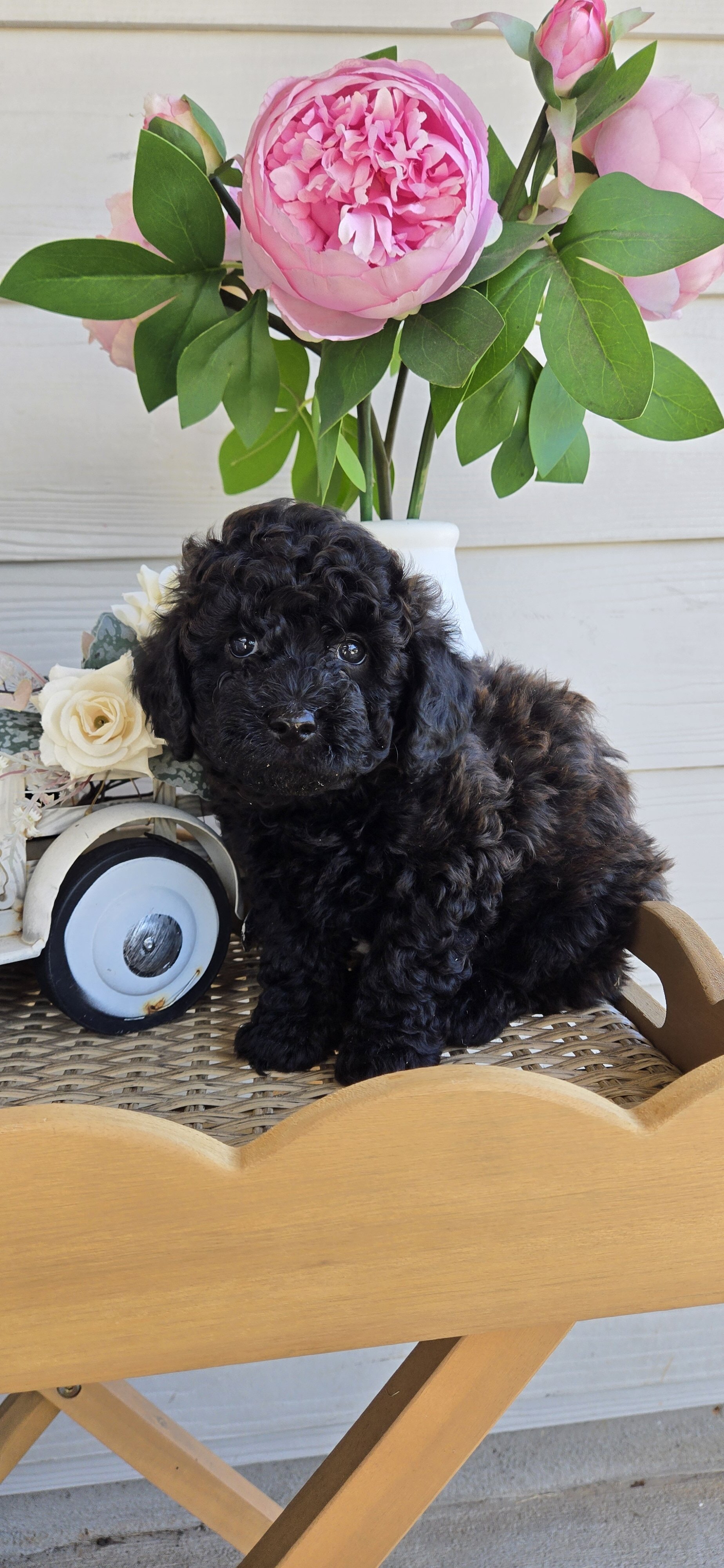 Ckc toy poodle Male Black Brown image 4