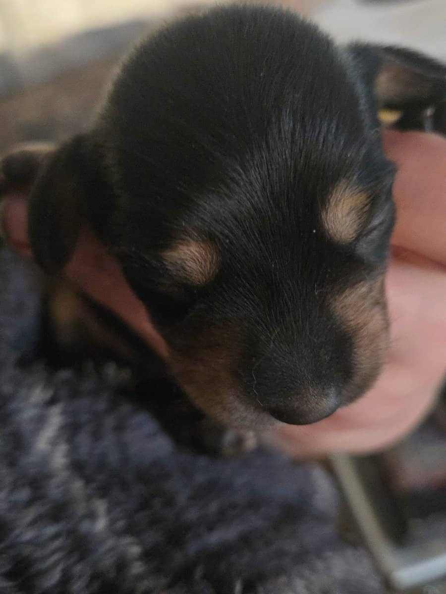 Miniature dachshund puppies image 14