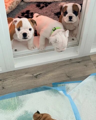 English Bulldog Puppies!! image 1