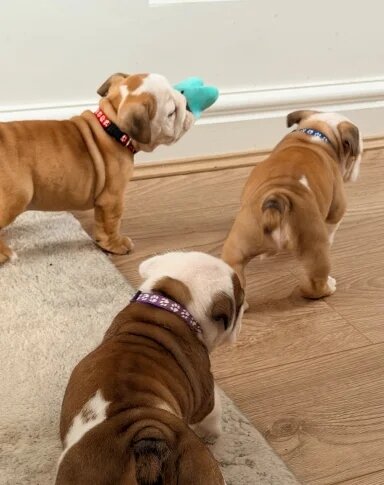 English Bulldog Puppies!! image 7