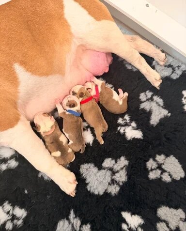 English Bulldog Puppies!! image 5