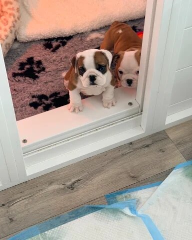 English Bulldog Puppies!! image 2