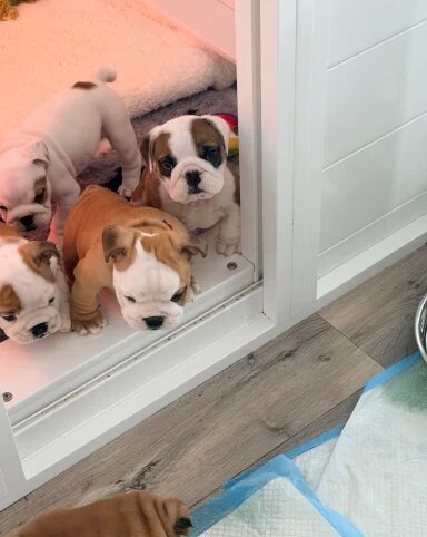English Bulldog Puppies!! image 4