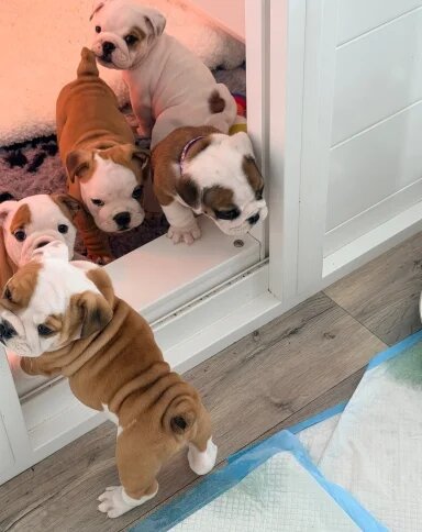 English Bulldog Puppies!! image 9