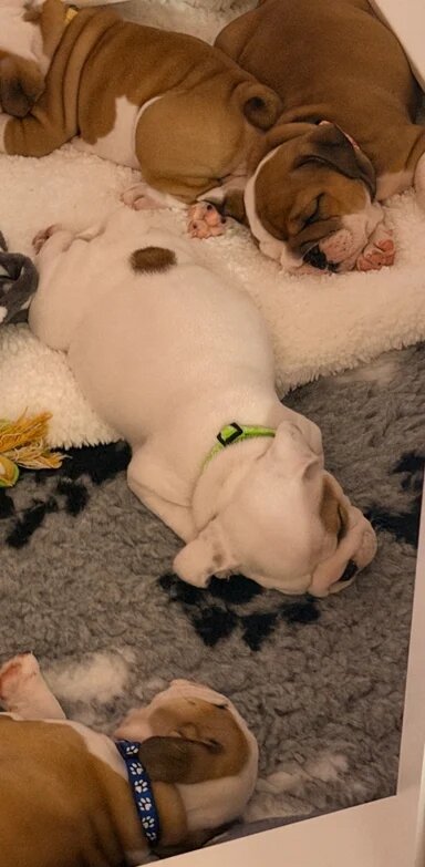 English Bulldog Puppies!! image 3
