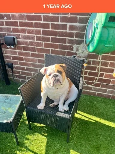 English Bulldog Puppies!! image 6