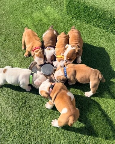 English Bulldog Puppies!! image 10