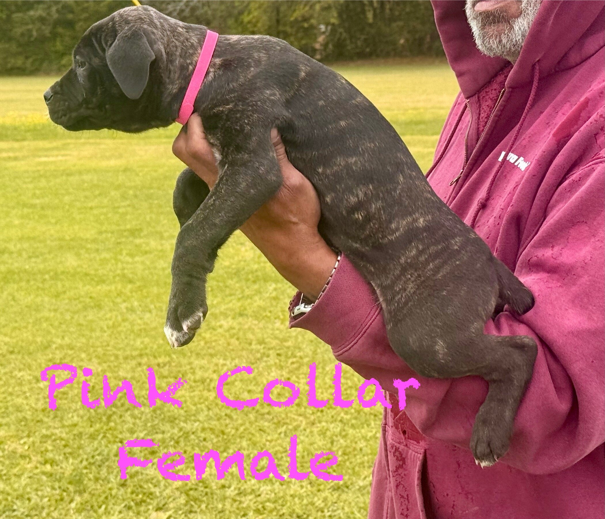 Cane Corso image 1